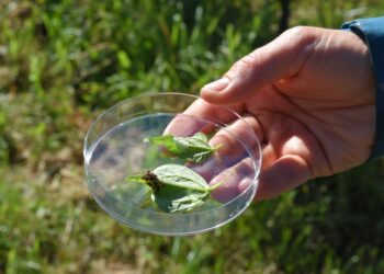 lotta-alla-cimice-vespe-samurai-insediate-dopo-i-lanci-nel-30-dei-20-siti-trentini