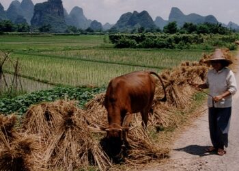 cina-ridotto-il-consumo-di-carne-per-tutelare-lambiente