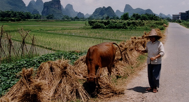 cina-ridotto-il-consumo-di-carne-per-tutelare-lambiente