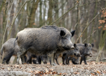 cinghiali-emergenza-nazionale