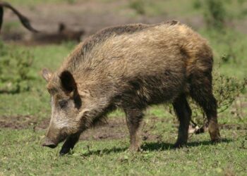 emilia-al-via-bando-per-i-danni-causati-dalla-fauna-selvatica