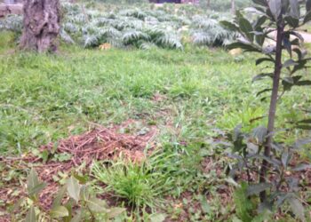 agricoltura-arrivano-i-fondi-dal-cipe