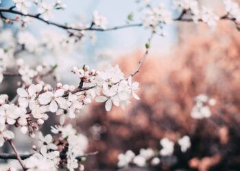 cimice-asiatica-via-libera-alla-vespa-antagonista