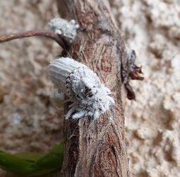 cocciniglia-asiatica-nuovo-pericolo-per-la-vite