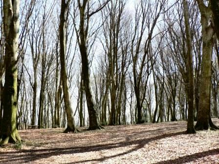 foreste-arriva-la-carta-di-bagno-di-romagna