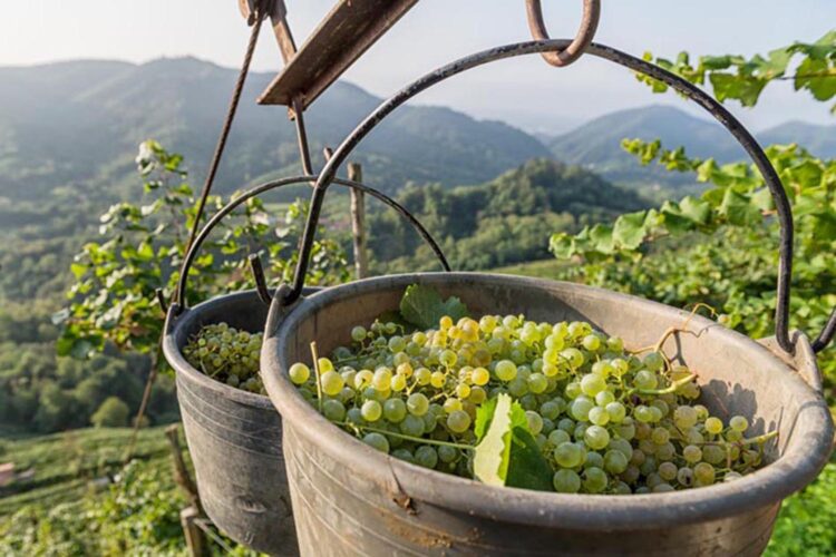 colline-del-prosecco-candidate-allunesco