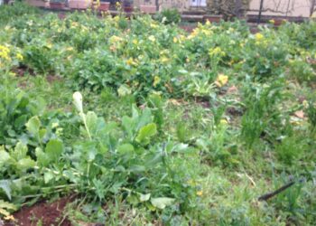 bonifiche-ferraresi-e-legambiente-per-“coltivare-la-sostenibilita”