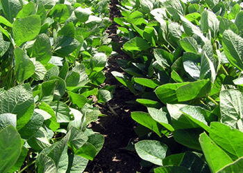 boom-della-soia-crescono-le-sementi-certificate