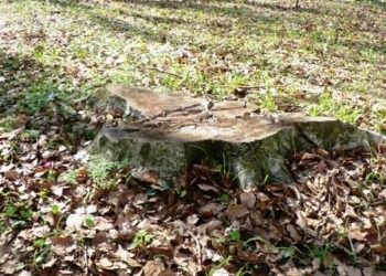 Smaltimento potature