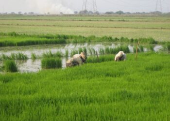 climathon-2018-la-maratona-sul-cambiamento-climatico