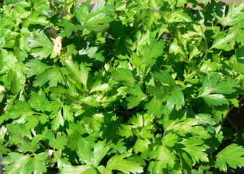 fondazione-cariplo-lidentikit-del-contadino-metropolitano