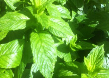 roma-agricoltura-con-“coraggio”