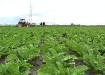 bieticoltori-stanziati-125-milioni-in-emilia---romagna