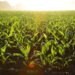 crisi-covid-tutte-le-iniziative-ismea-per-le-imprese-agricole