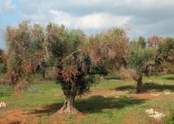 xylella-in-attesa-della-pronuncia-della-corte-di-giustizia-europea