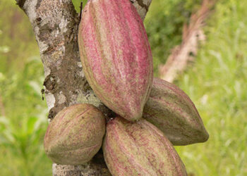 costarica-ambientalisti-e-felici