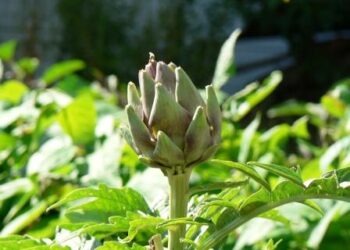 rilevazioni-ismea-a-giugno-2011-in-aumento-i-costi-agricoli