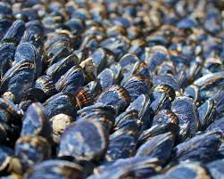 cozze-in-pericolo-a-causa-del-cambiamento-climatico