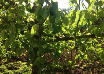 agricoltura-credito-bancario-in-flessione