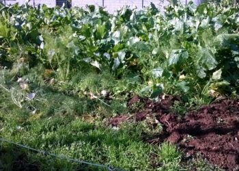 al-via-la-domanda-per-il-credito-dimposta