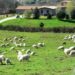 L'indagine Ismea sull'agriturismo in Italia e all'estero