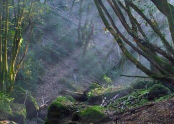 parco-di-veio-progetto-per-ragazzi-e-ricercatori-con-il-bioblitz