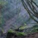 parco-di-veio-progetto-per-ragazzi-e-ricercatori-con-il-bioblitz