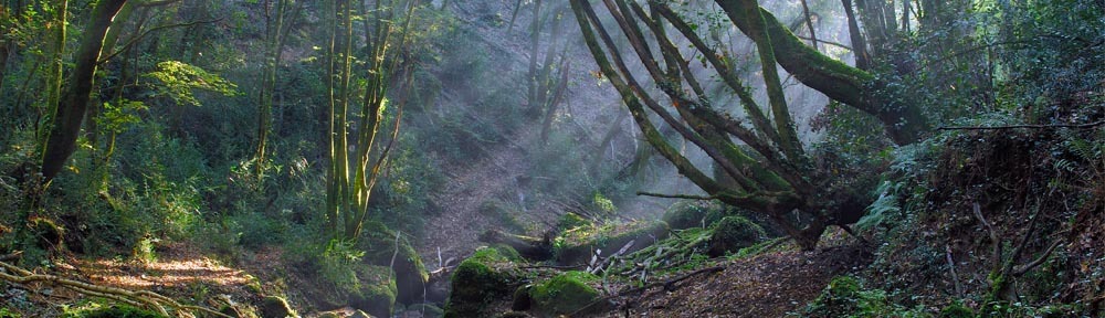 parco-di-veio-progetto-per-ragazzi-e-ricercatori-con-il-bioblitz