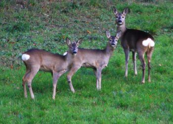 specie-protette-danno-alle-colture-risarcito-per-intero