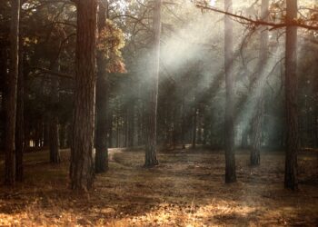 rapporto-pefc-881068-ettari-di-foreste-in-italia-sono-gestiti-in-modo-sostenibile