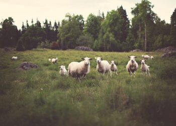 aiuti-de-minimis-da-marzo-sale-la-soglia