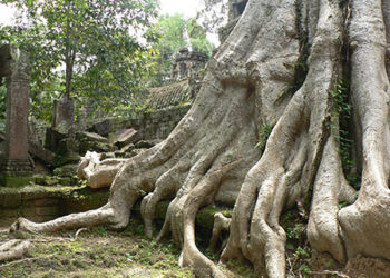 ambiente-rallenta-la-deforestazione-nel-mondo