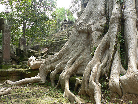 ambiente-rallenta-la-deforestazione-nel-mondo