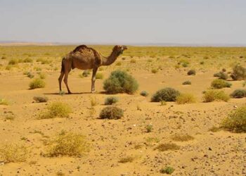 climate-change-sahara-sempre-piu-esteso