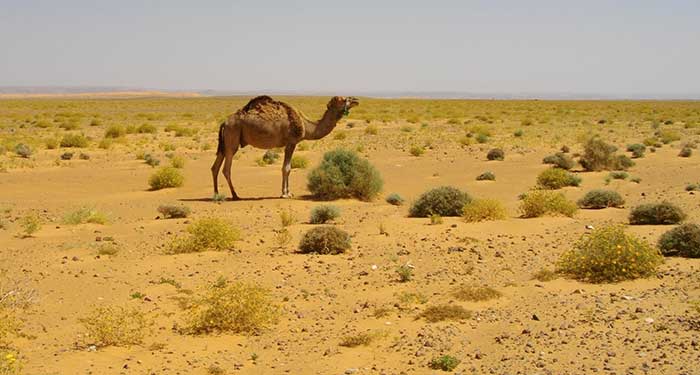 climate-change-sahara-sempre-piu-esteso