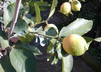 dieta-mediterranea-contro-linvecchiamento-del-cervello