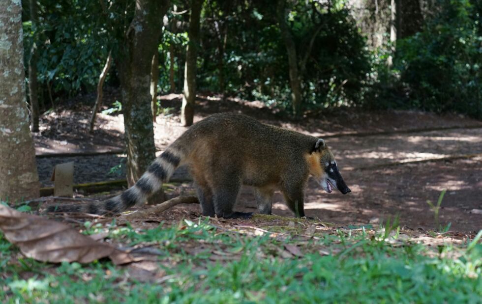 biodiversita-la-seconda-vita-delle-direttive-uccelli-e-habitat