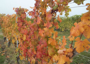 Distillazione di crisi per il vino Frascati Doc e Velletri bianco Doc