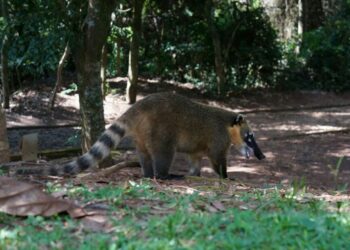 ambiente-ed-agricoltura-biodiversita-animale-a-rischio