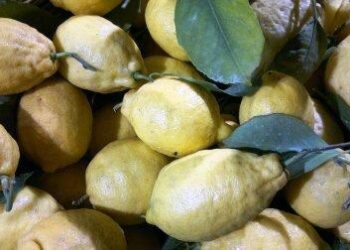 pac-da-marzo--la-domanda-precompilata