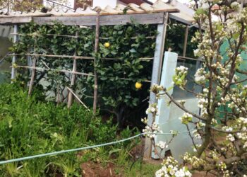 prorogati-i-termini-per-la-domanda-unica-dei-pagamenti-diretti