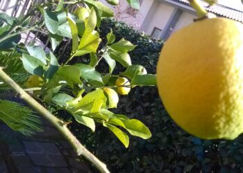 toscana-boom-di-domande-in-agricoltura-dai-giovani