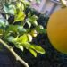 toscana-boom-di-domande-in-agricoltura-dai-giovani