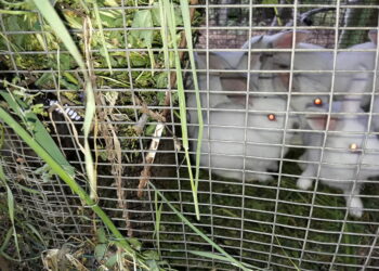 donne-italiane-lalimentazione-e-mediterranea