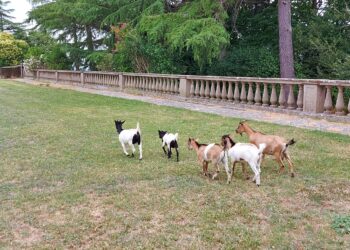 tutela-animali-nella-costituzione-il-plauso-di-animal-equity