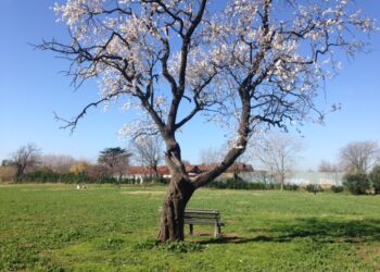 subito-forest-day-grande-successo