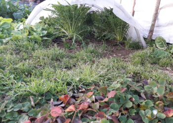 legambiente-ecco-il-rapporto-ecomafia-2017