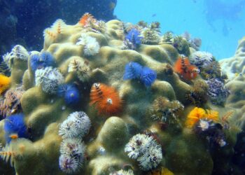 bioinvasioni-del-mediterraneo-42-specie-aliene-trovate-nei-porti-di-livorno-bastia-e-olbia