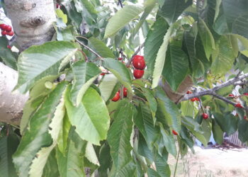 vacanze-boom-dellecoturismo-sostenibile