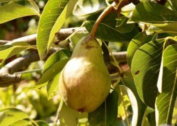 prove-di-alleanza-mediterranea-sullortofrutta